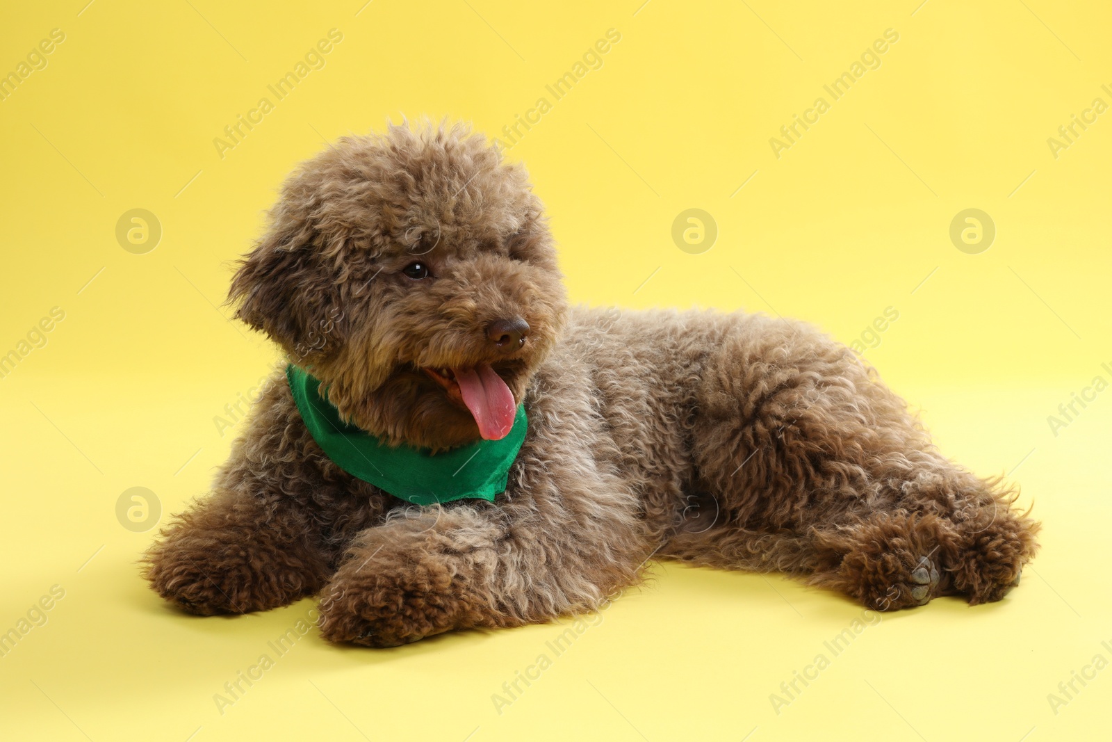 Photo of Cute Toy Poodle dog with green bandana on yellow background