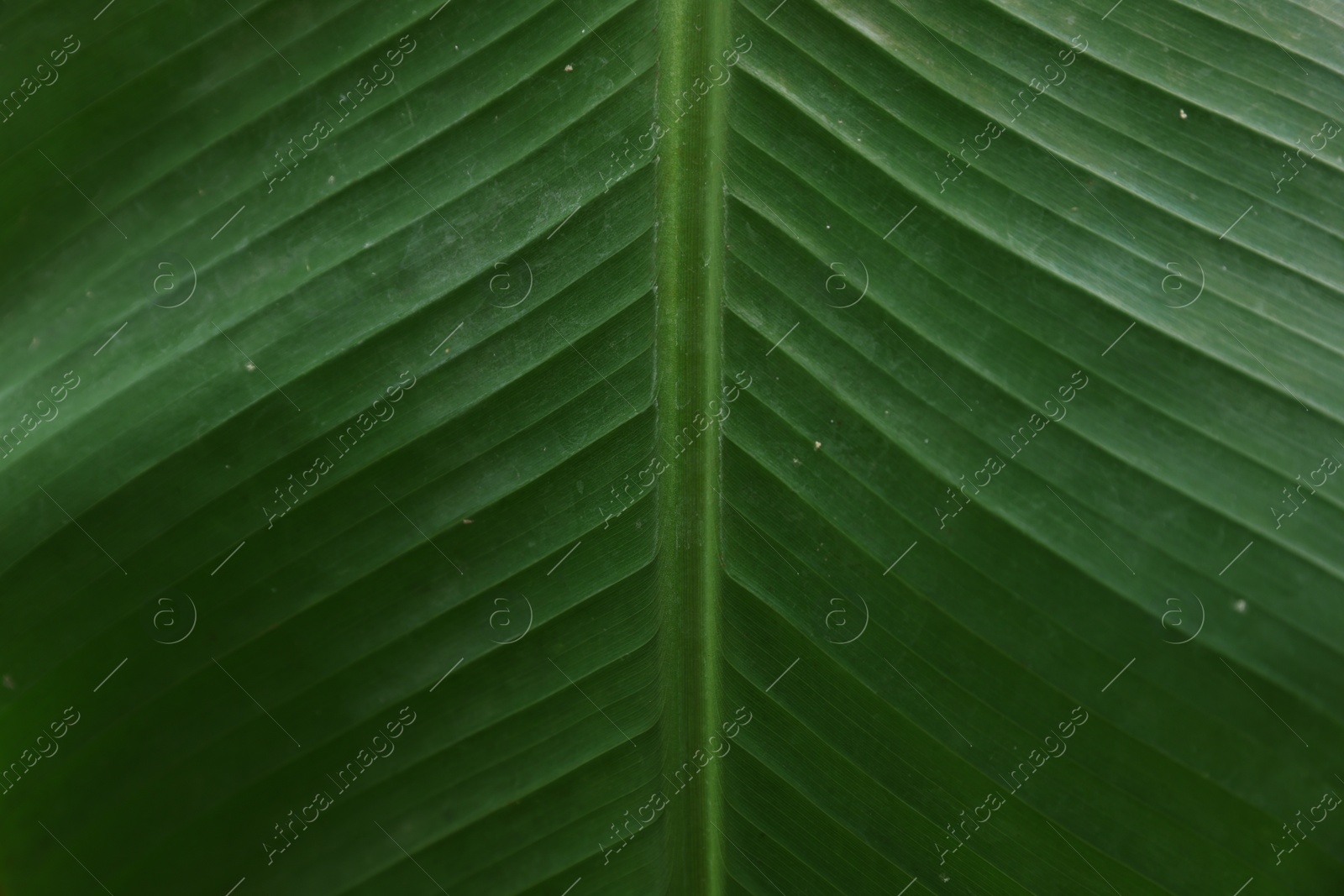 Photo of Closeup view of fresh green banana leaf as background