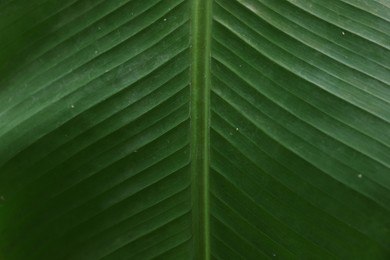 Photo of Closeup view of fresh green banana leaf as background