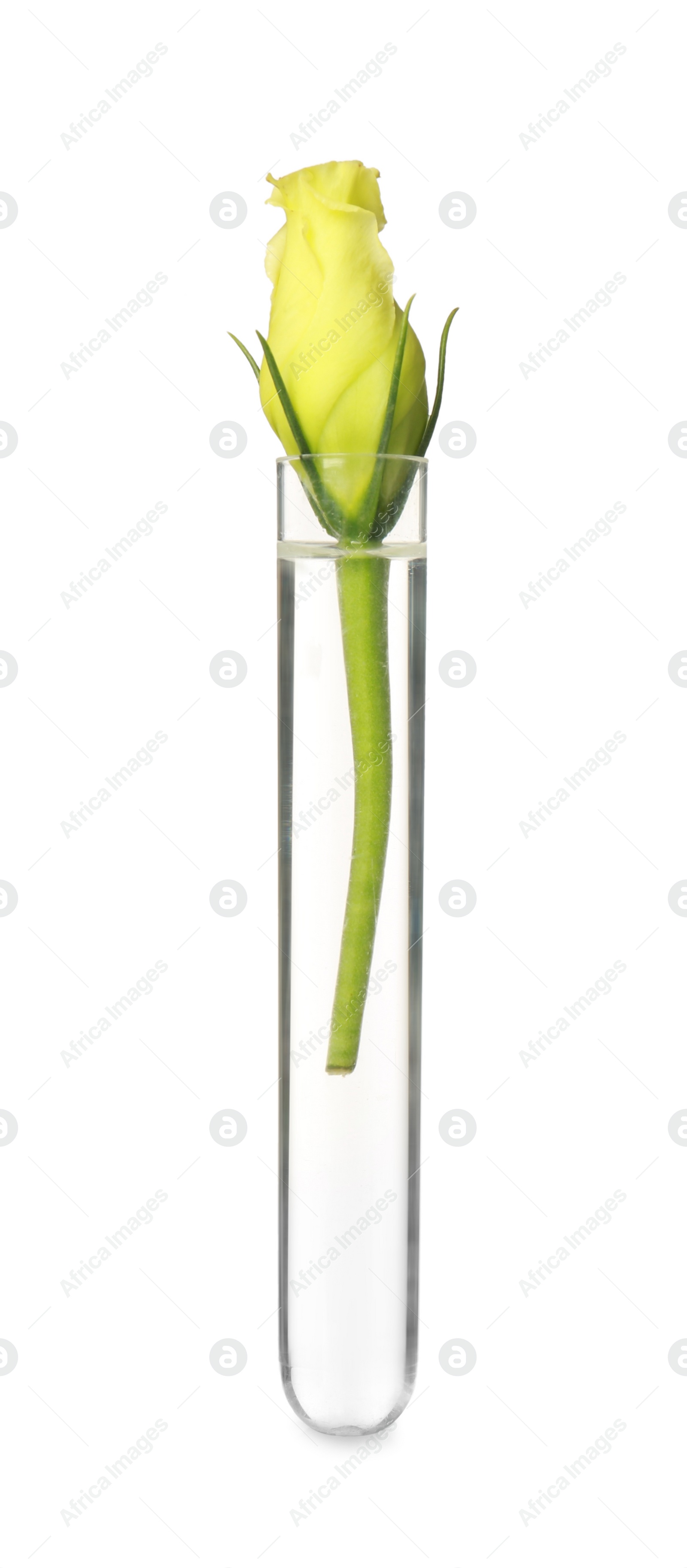 Photo of Rose flower in test tube on white background