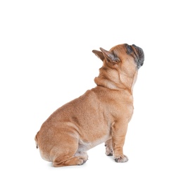 Photo of Cute French bulldog on white background. Funny pet