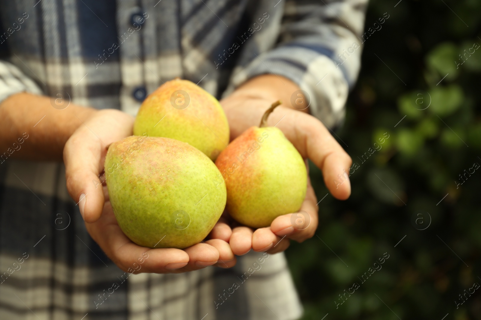 Photo of Woman holding fresh ripe pears outdoors, closeup