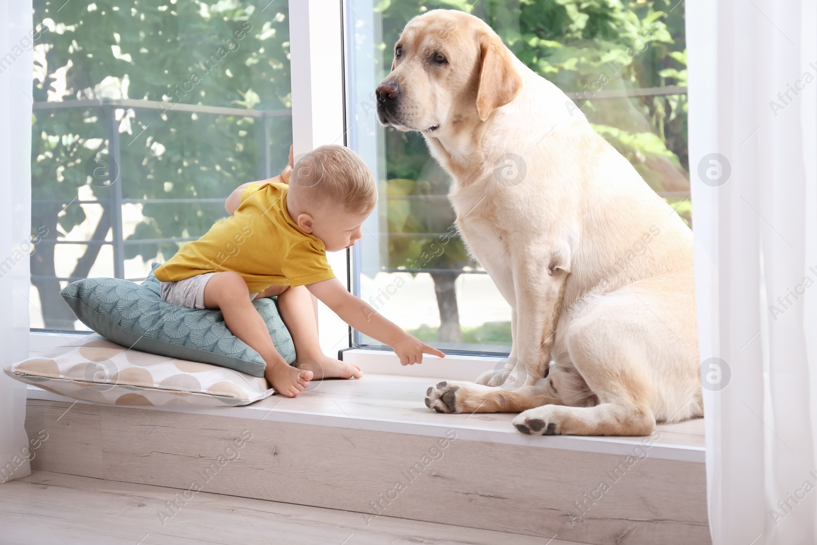 Photo of Adorable yellow labrador retriever and little boy near window at home