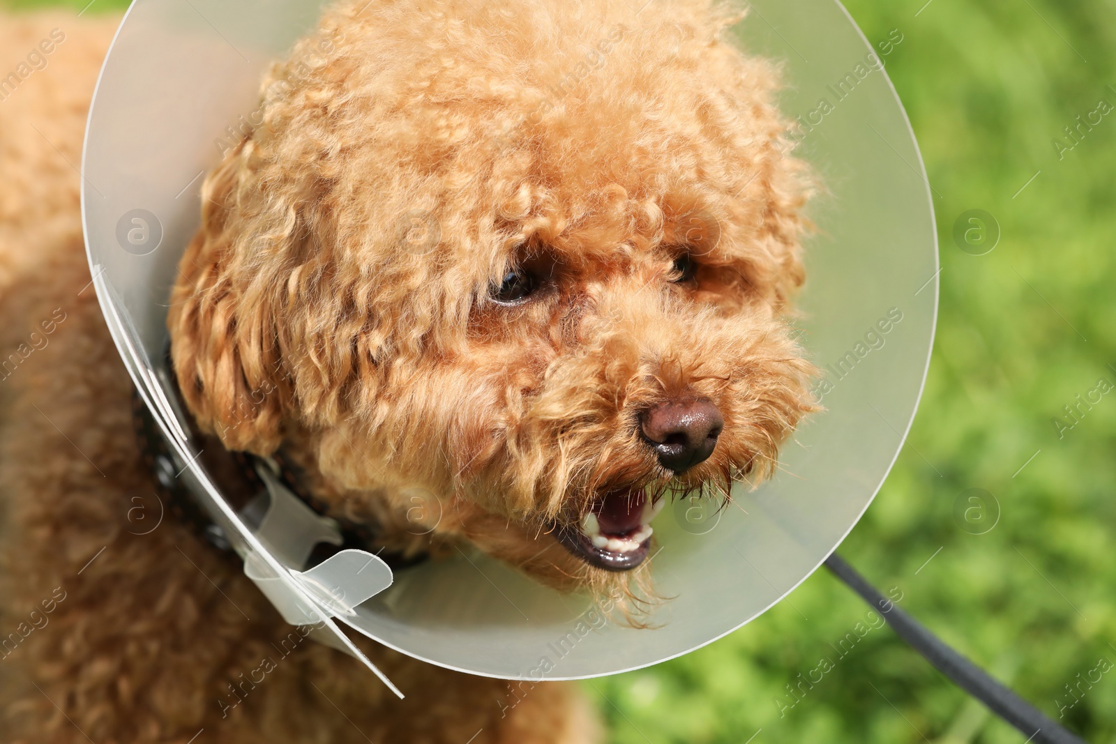 Photo of Cute Maltipoo dog with Elizabethan collar outdoors, closeup