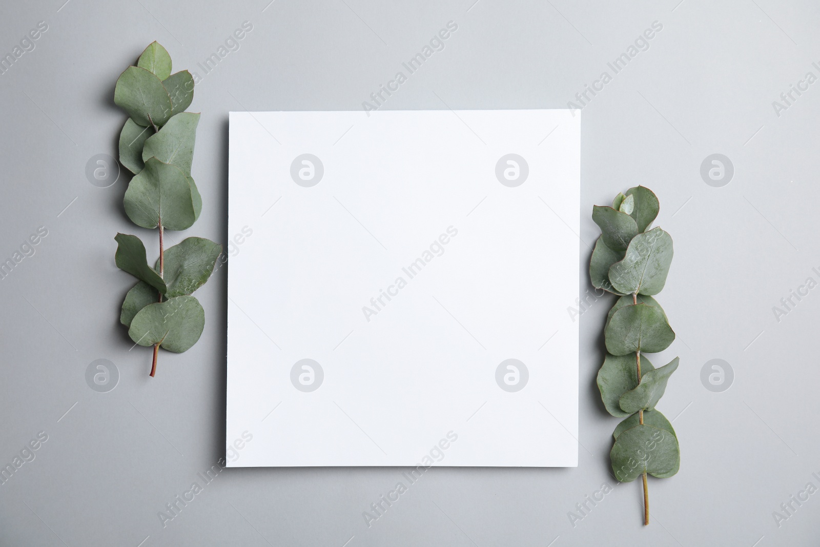 Photo of Fresh eucalyptus leaves and blank card with space for design on grey background, top view