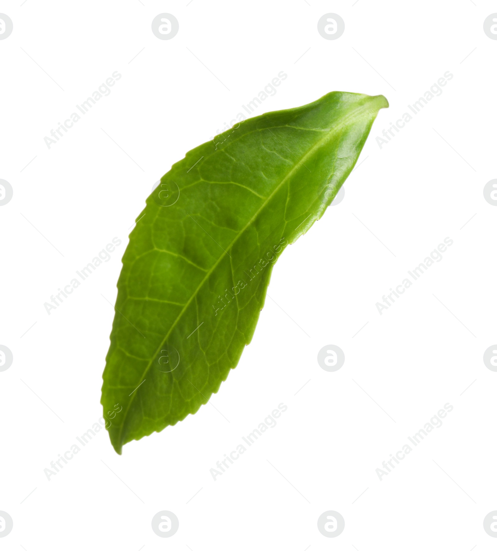 Photo of Green leaf of tea plant isolated on white