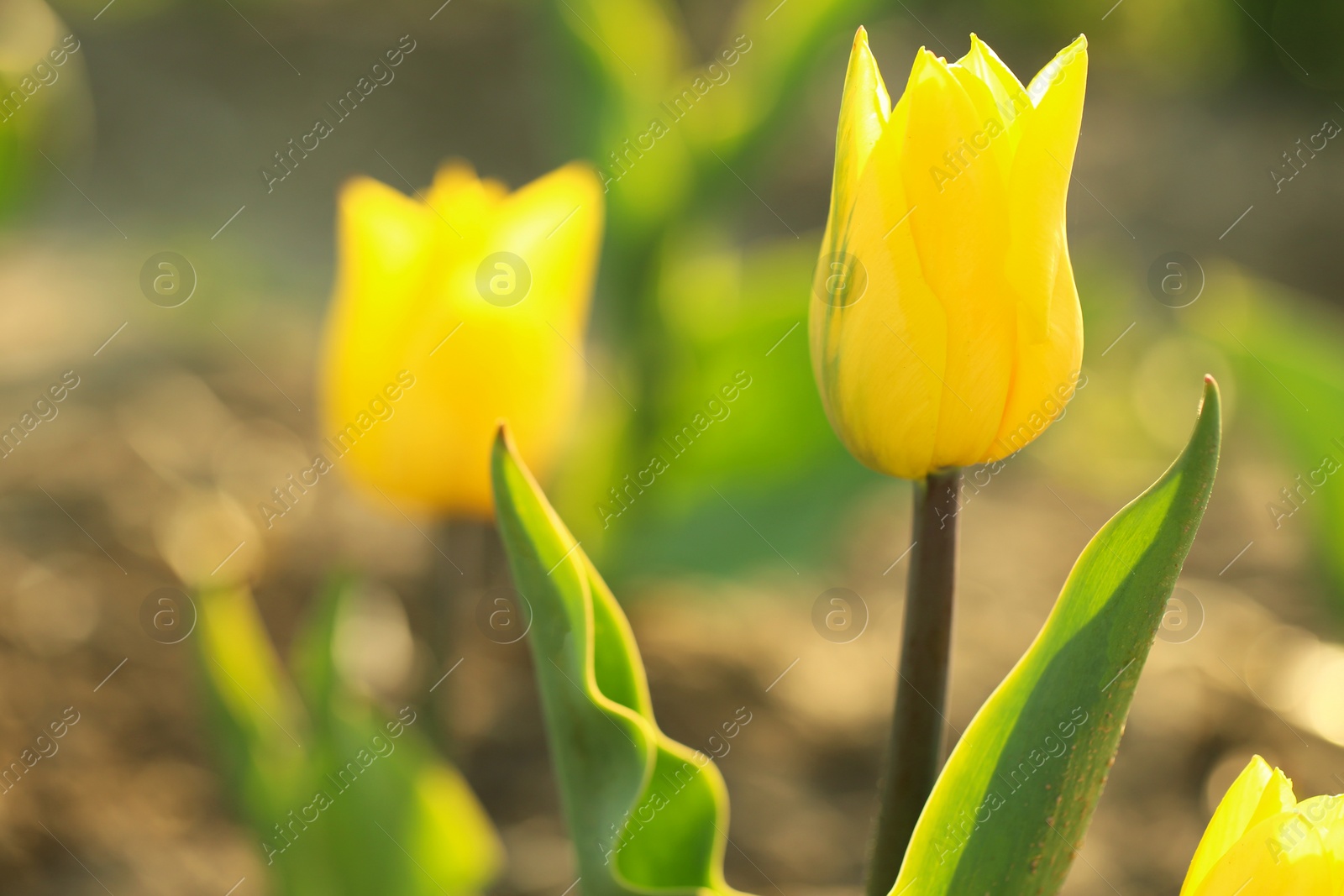 Photo of Closeup view of beautiful fresh tulip on field, space for text. Blooming spring flowers