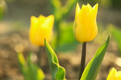 Closeup view of beautiful fresh tulip on field, space for text. Blooming spring flowers