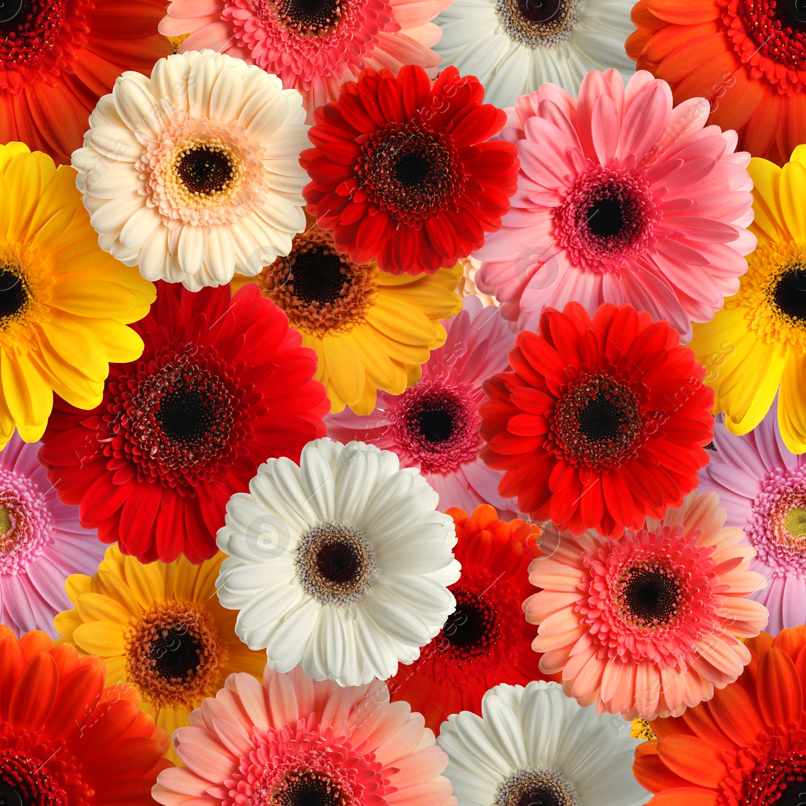 Image of Many different beautiful gerbera flowers as background