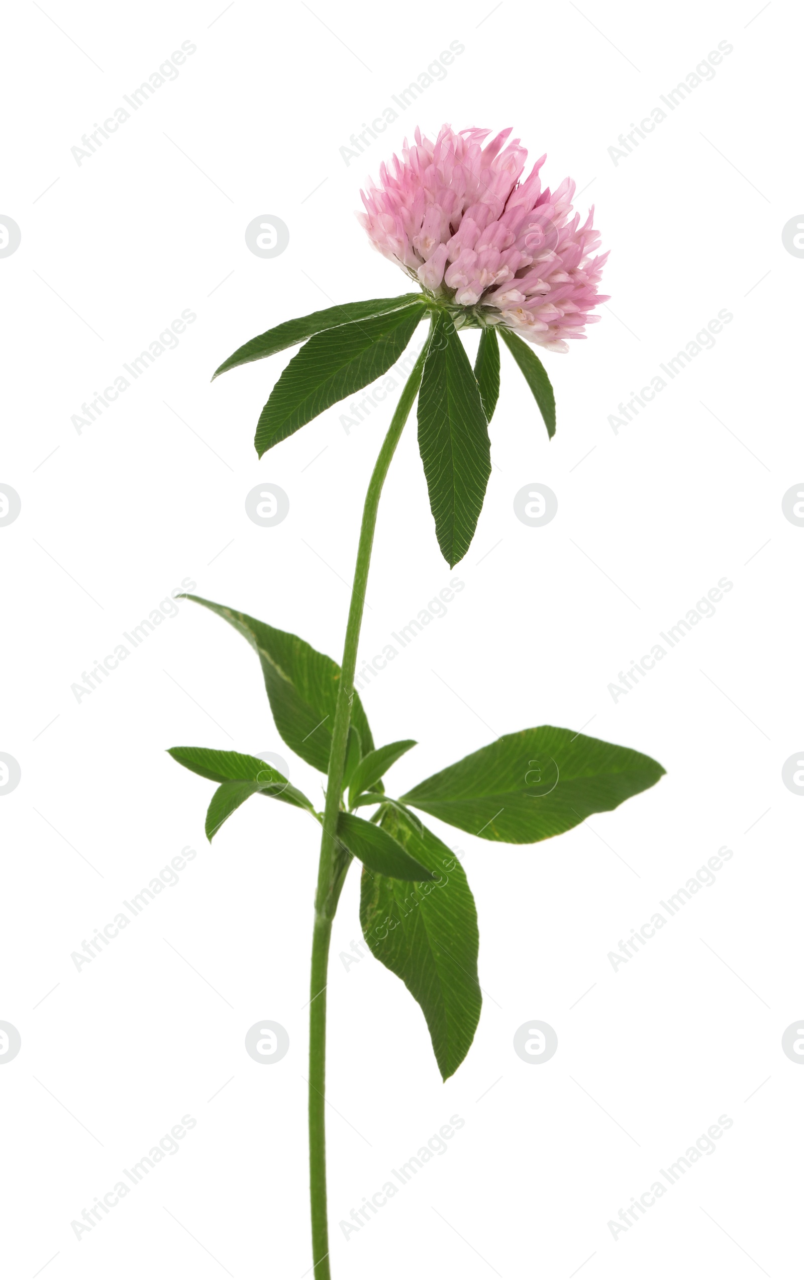 Photo of Beautiful blooming clover plant isolated on white