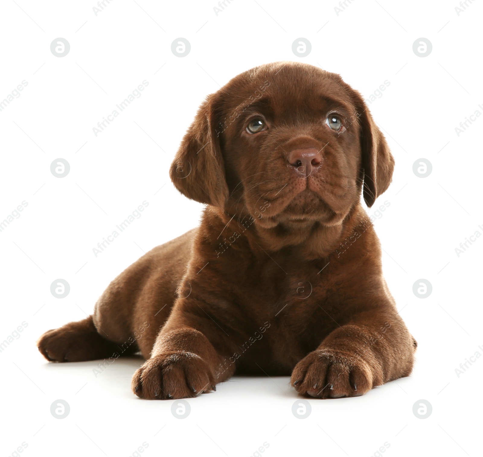 Photo of Chocolate Labrador Retriever puppy on white background