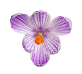 Beautiful spring crocus flower isolated on white