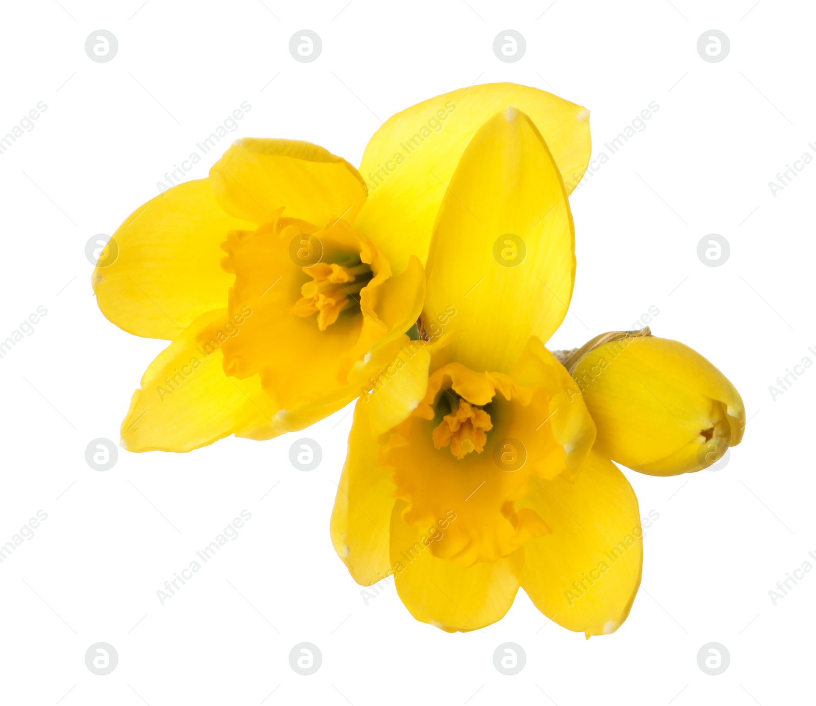 Photo of Beautiful blooming yellow daffodils on white background