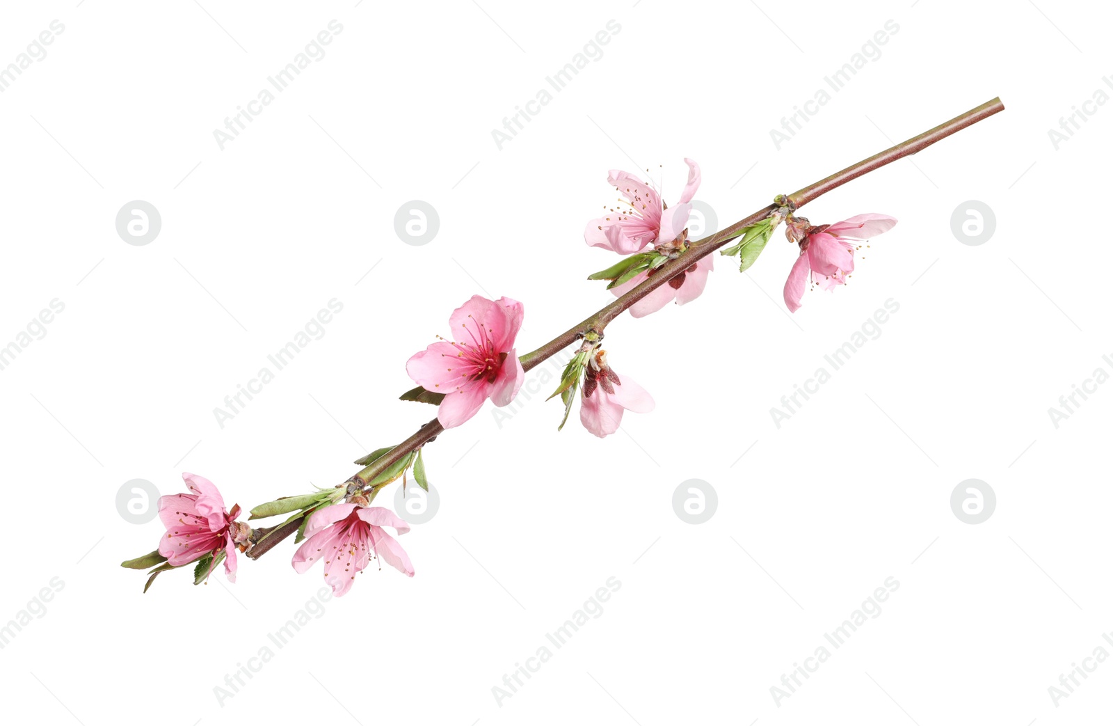 Photo of Beautiful sakura tree branch isolated on white