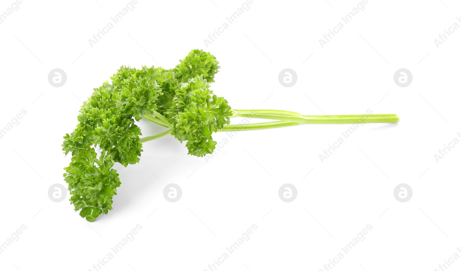 Photo of Fresh green curly parsley on white background