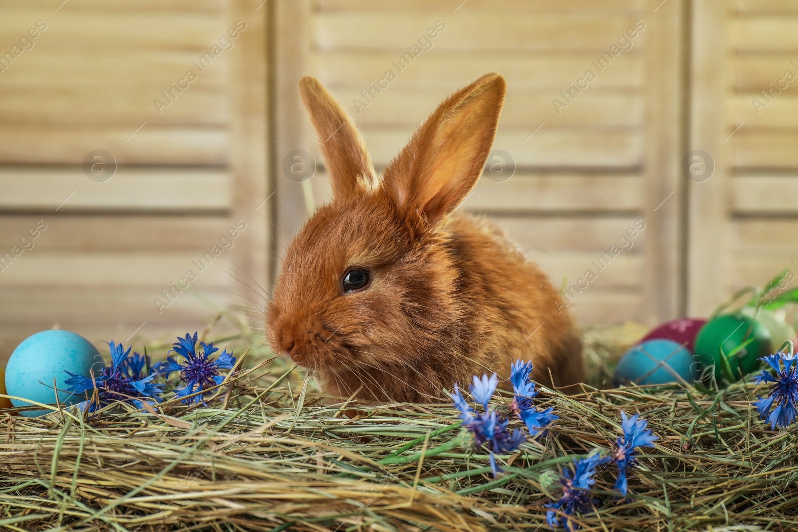 Photo of Adorable Easter bunny and dyed eggs on straw