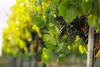 Fresh ripe juicy grapes growing in vineyard