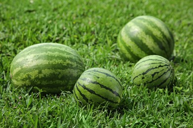 Delicious ripe watermelons on green grass outdoors