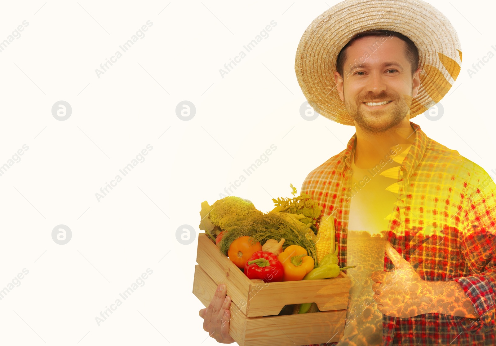 Image of Double exposure of farmer and sunflower field on white background