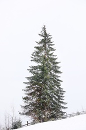 Photo of Beautiful view of tall fir tree on snowy hill. Winter landscape