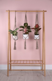 Photo of Beautiful houseplants hanging on wooden rack near pink wall