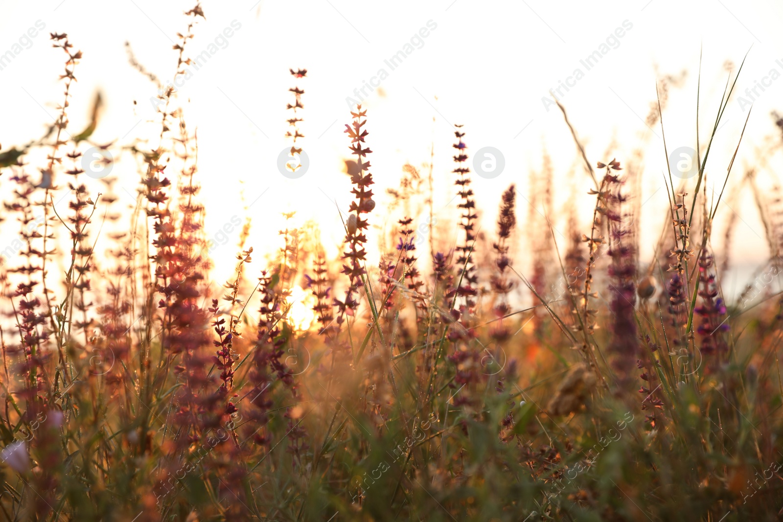 Photo of Beautiful wild flowers in field at sunrise. Early morning landscape