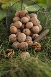 Overturned metal basket with walnuts on green grass outdoors, closeup