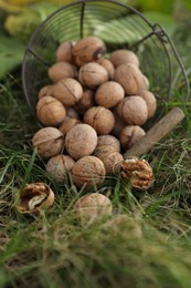 Photo of Overturned metal basket with walnuts on green grass outdoors, closeup