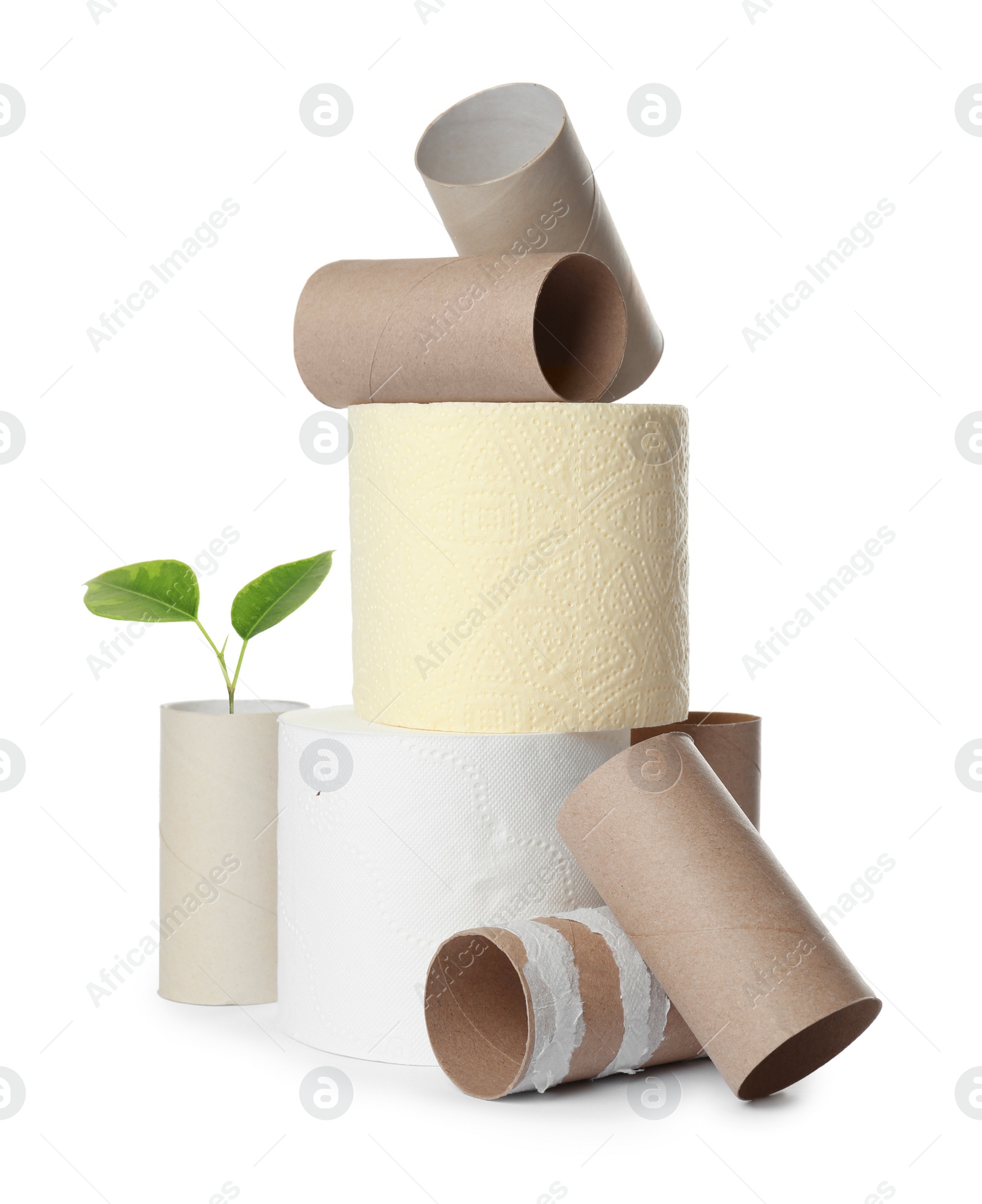 Image of Full and empty toilet paper rolls and plant on white background