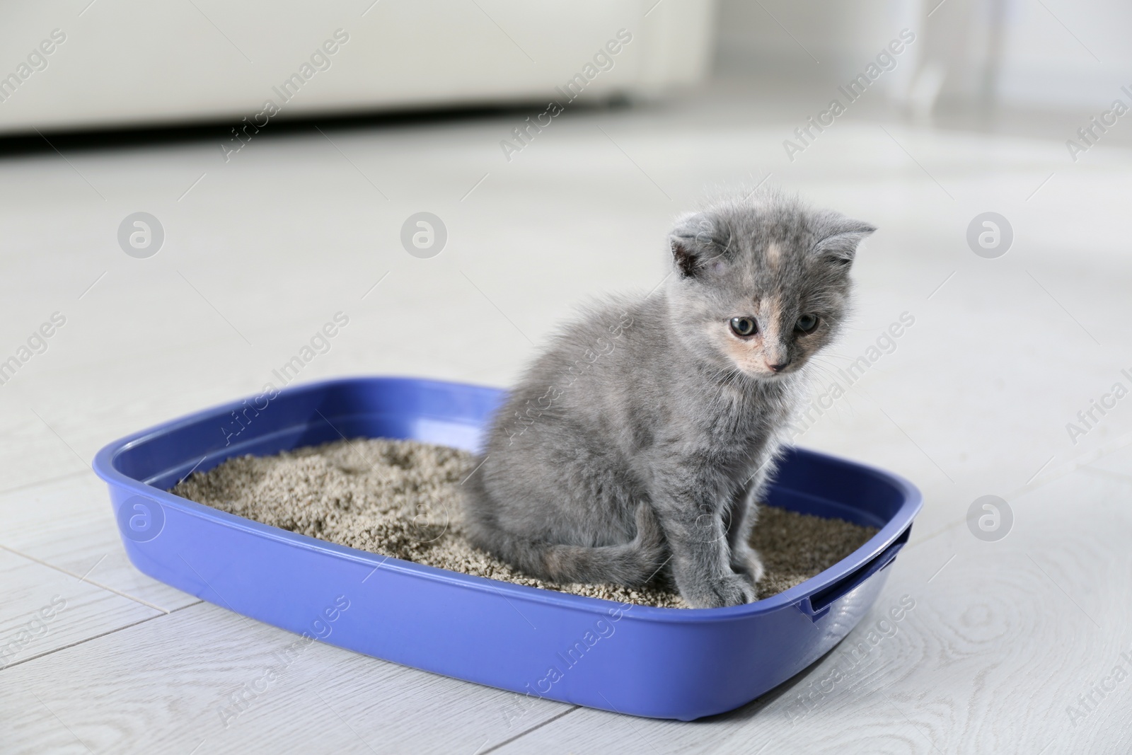 Photo of Cute British Shorthair kitten in litter box at home