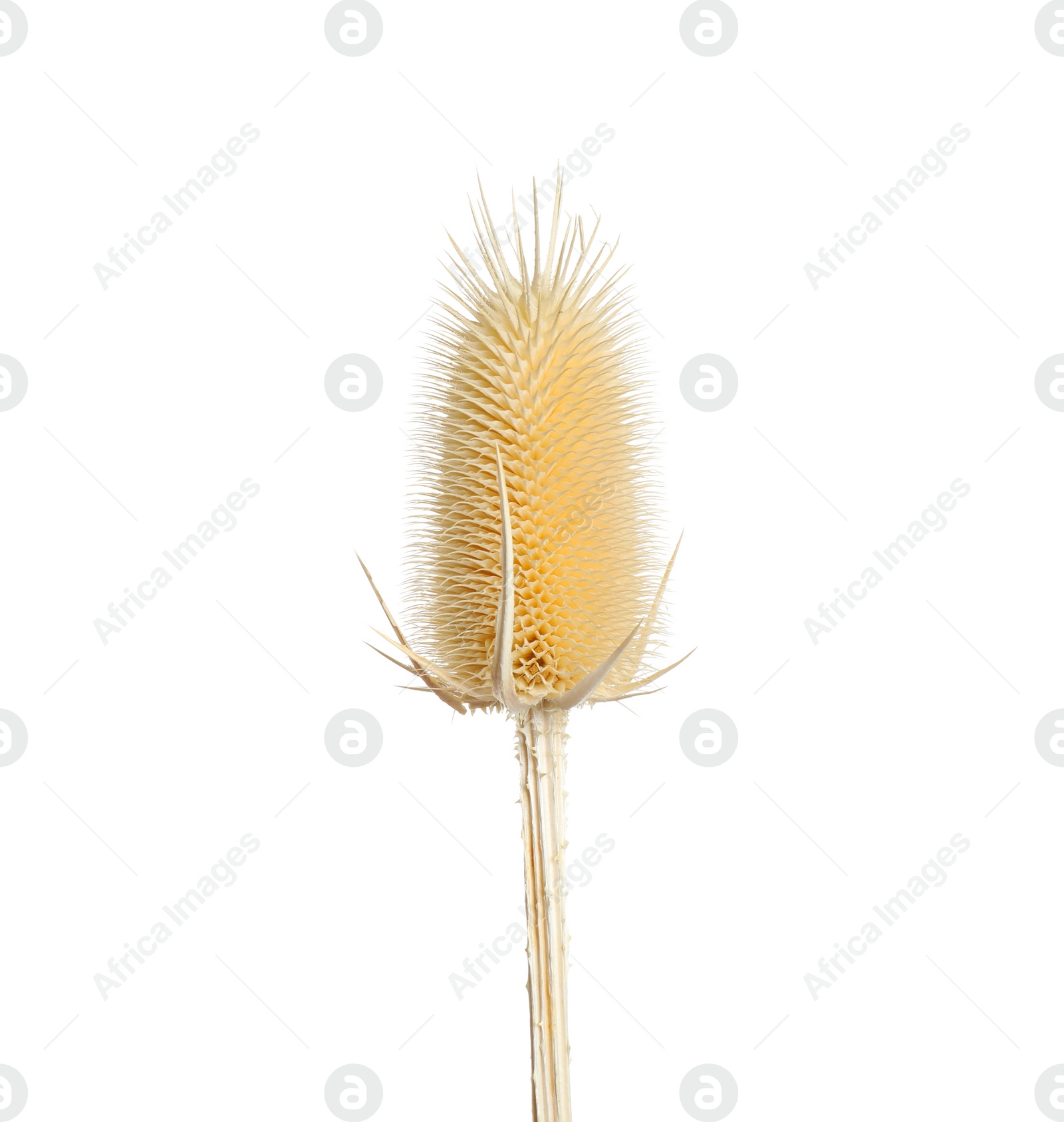 Photo of Beautiful dry teasel flower isolated on white