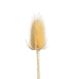 Beautiful dry teasel flower isolated on white