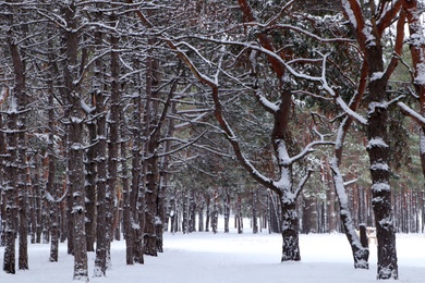 Picturesque view of beautiful forest covered with snow