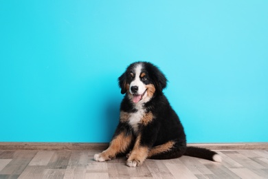 Photo of Adorable Bernese Mountain Dog puppy near color wall indoors