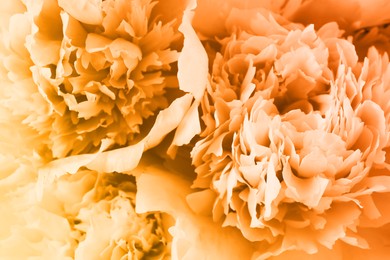 Closeup view of beautiful light orange peony flowers