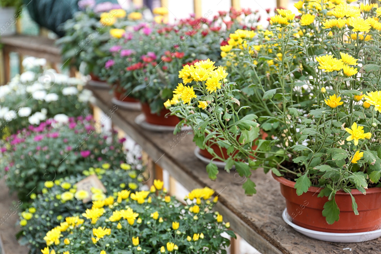 Photo of Assortment of beautiful blooming chrysanthemum flowers on shelves