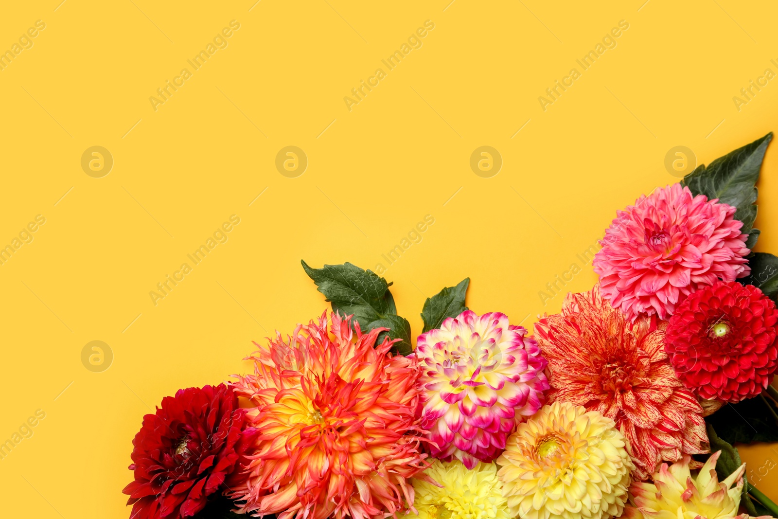 Photo of Beautiful dahlia flowers on yellow background, flat lay. Space for text