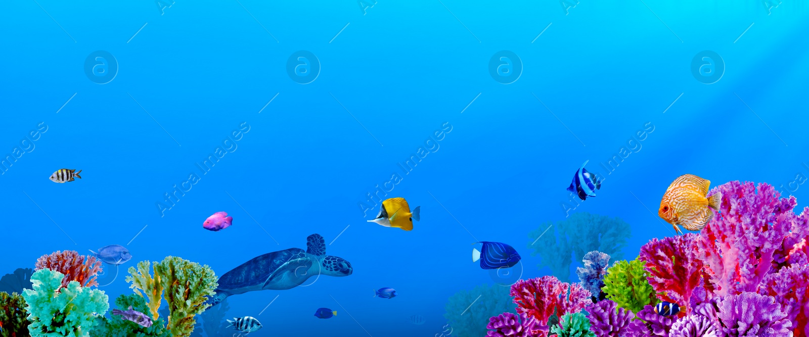 Image of Beautiful corals, different fishes and turtle in sea, banner design. Underwater world