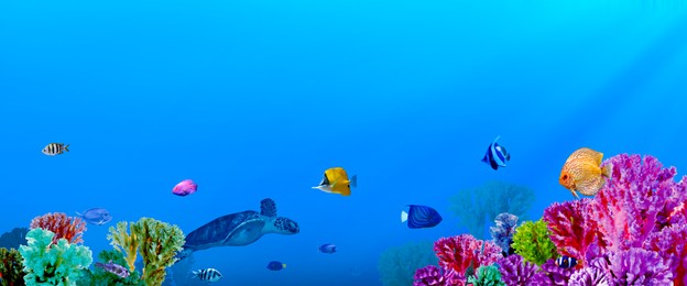 Image of Beautiful corals, different fishes and turtle in sea, banner design. Underwater world