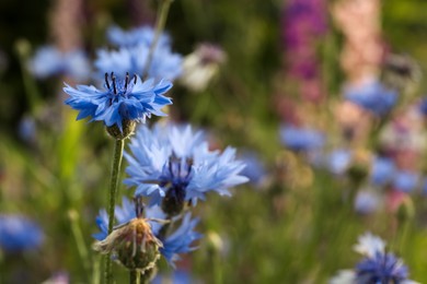 Photo of Beautiful blue cornflower outdoors on summer day, closeup