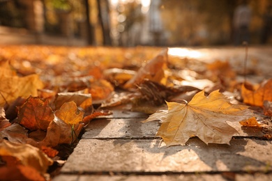 Photo of Dry leaves on paved street in sunny autumn park, closeup