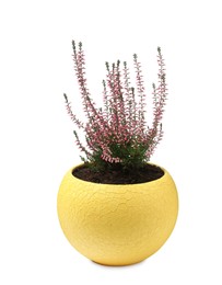 Photo of Beautiful heather in flowerpot isolated on white