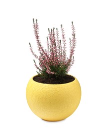 Beautiful heather in flowerpot isolated on white