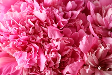 Photo of Fragrant peonies as background, closeup view. Beautiful spring flowers