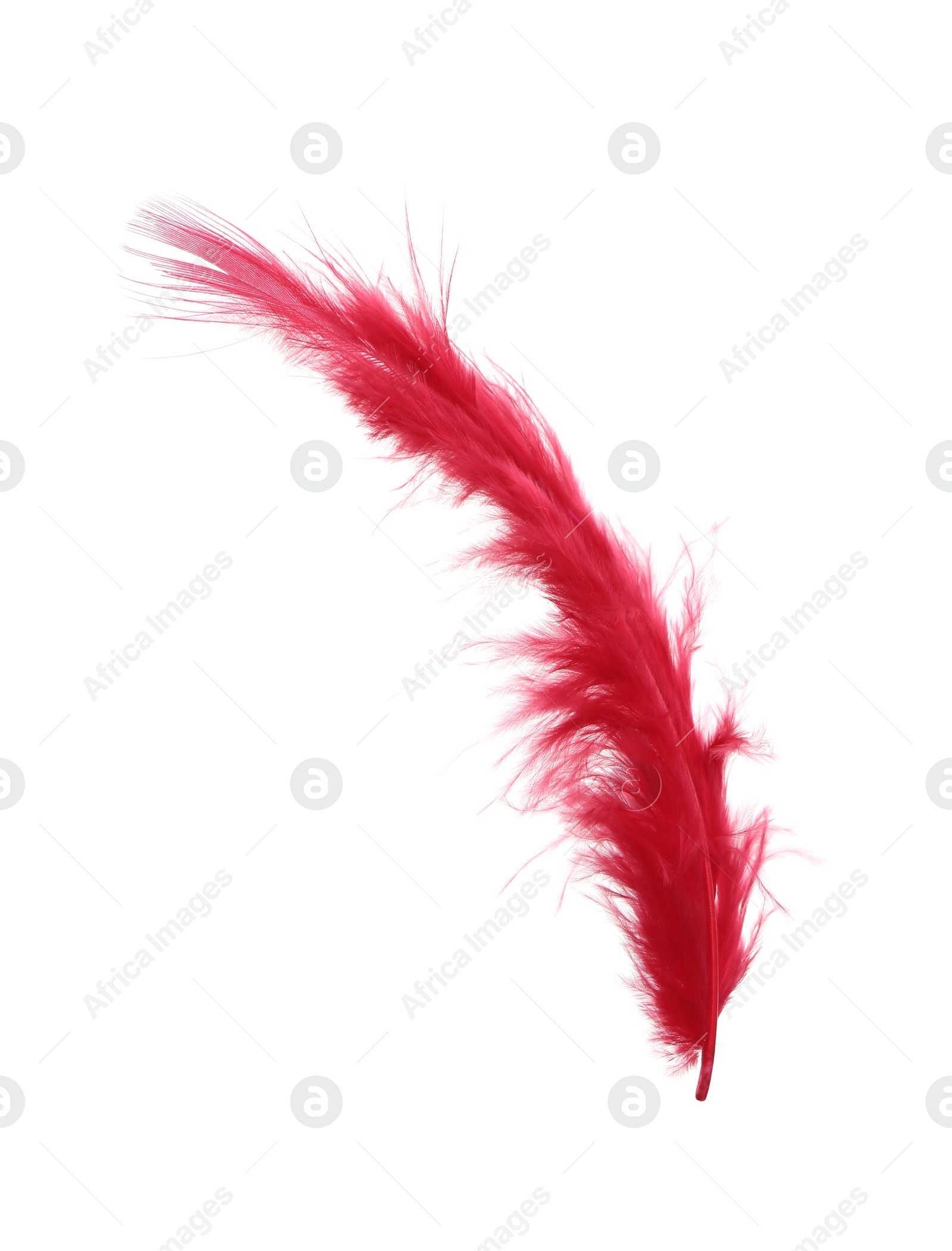 Photo of Fluffy beautiful red feather isolated on white