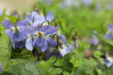 Beautiful wild violets blooming in forest, space for text. Spring flowers