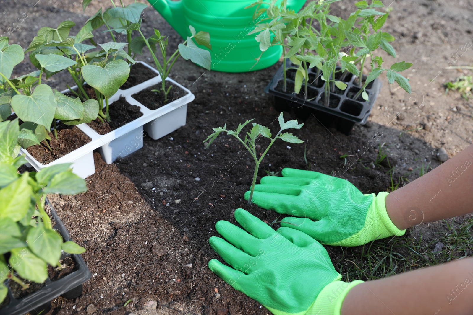 Photo of Woman wearing gardening gloves transplanting seedling from plastic container in ground outdoors, closeup