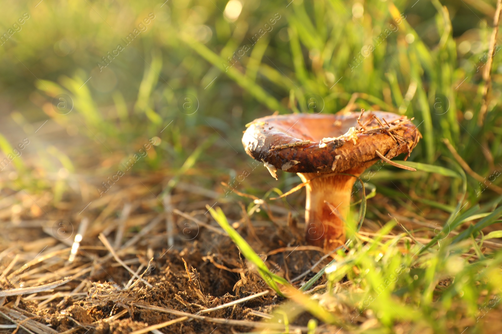 Photo of One mushroom growing in forest on sunny day, closeup. Space for text