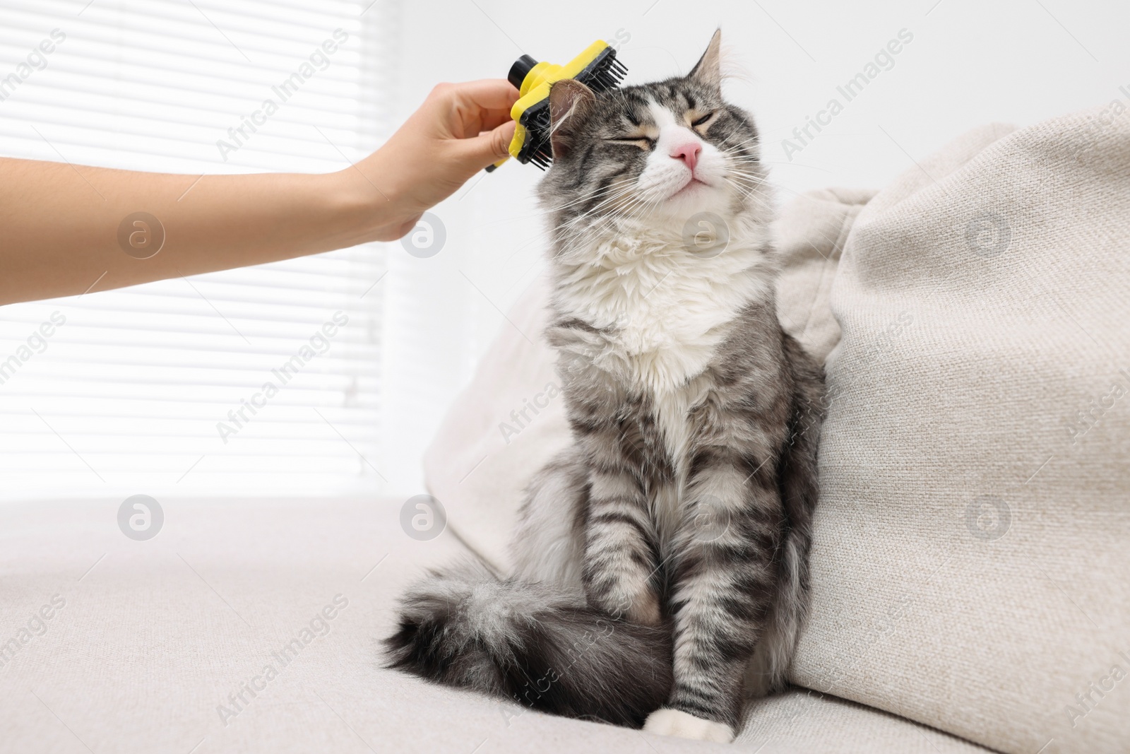 Photo of Woman brushing her cute cat on sofa at home, closeup