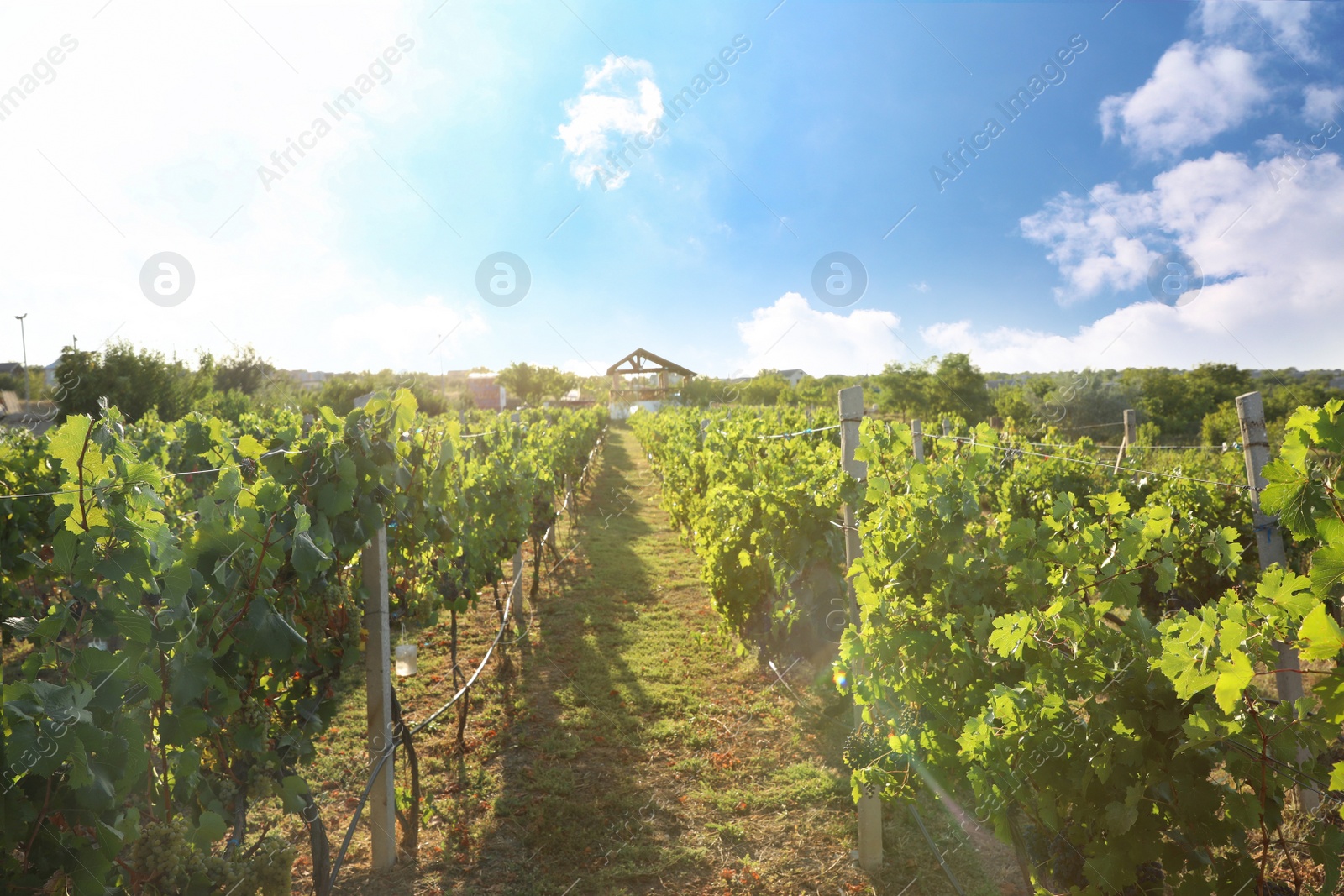 Photo of Beautiful view of vineyard with ripe grapes
